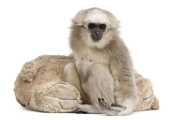 Fiatal Skarláthomlokú Gibbon (1 év) — Stock Fotó