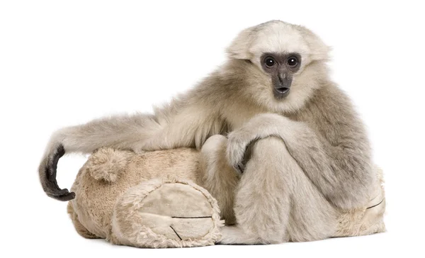 영 Pileated 긴팔원숭이 (1 년) — 스톡 사진