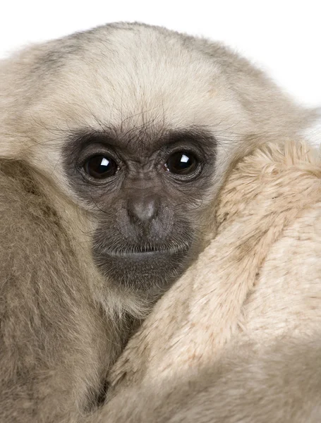 Close-up da jovem Gibbon Pileada (1 ano ) — Fotografia de Stock