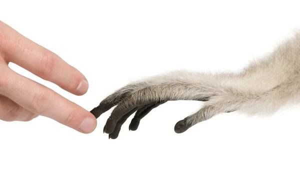 Gros plan sur une main humaine touchant le jeune Gibbon Pilé, 4 mois, main devant fond blanc — Photo