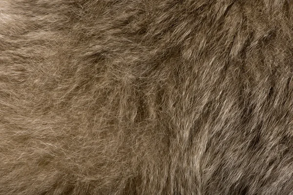 若いボウシテナガザル (1 年のクローズ アップ) — ストック写真