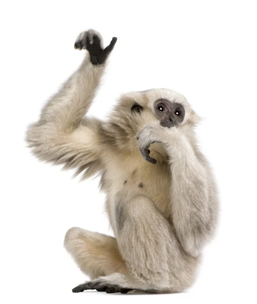 Primer plano de la joven Gibbon apilada (1 año ) — Foto de Stock