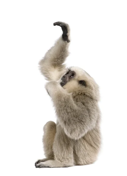 Jovem Pileated Gibbon (4 meses ) — Fotografia de Stock