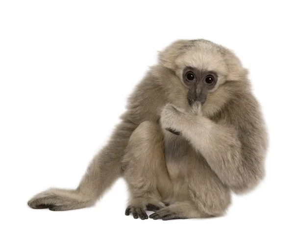 Fiatal Skarláthomlokú Gibbon (4 hónapos) — Stock Fotó