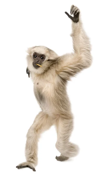 Närbild av unga långhårig Gibbon (1 år) — Stockfoto