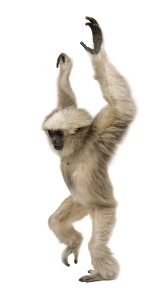 Νέοι Pileated Gibbon (4 μηνών) — Φωτογραφία Αρχείου