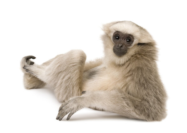 Young Pileated Gibbon (4 месяца)
)