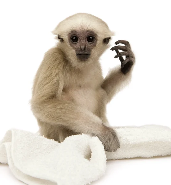 Joven Gibbon apilado (4 meses de edad ) — Foto de Stock