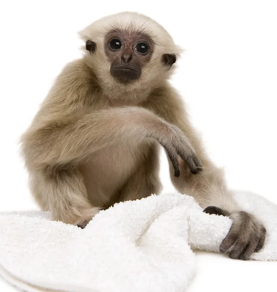 Young Pileated Gibbon (4 months old) — Stock Photo, Image