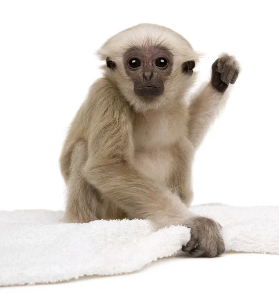 stock image Close-up of Young Pileated Gibbon (1 year)