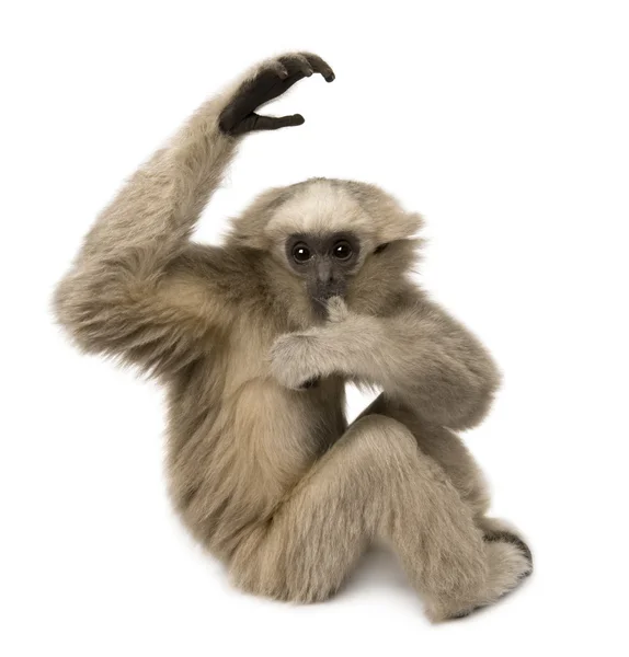 Genç Pileated Gibbon (4 aylık) — Stok fotoğraf