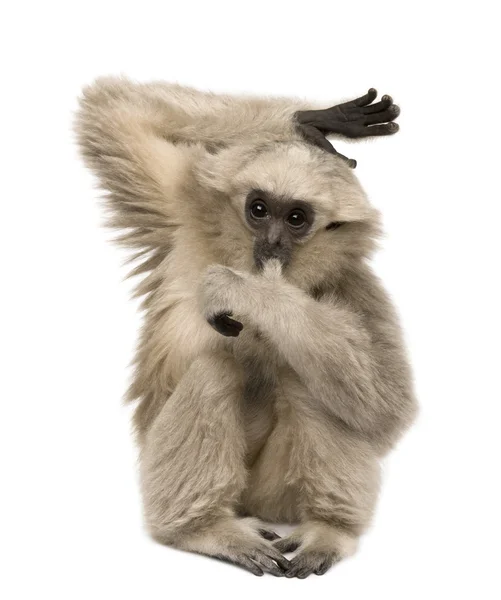 Young långhårig Gibbon (4 månader gammal) — Stockfoto