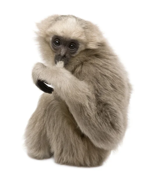 Jovem Pileated Gibbon (4 meses ) — Fotografia de Stock