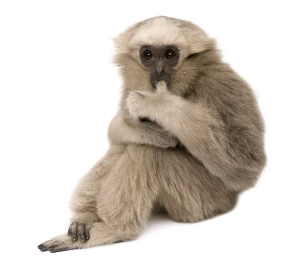 Joven Gibbon apilado (4 meses de edad ) — Foto de Stock