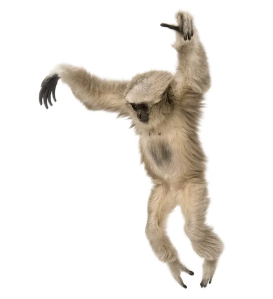 Primer plano de la joven Gibbon apilada (1 año ) —  Fotos de Stock