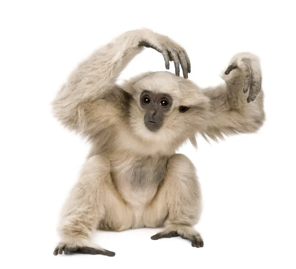 Közeli kép a fiatal Skarláthomlokú Gibbon (1 év) — Stock Fotó