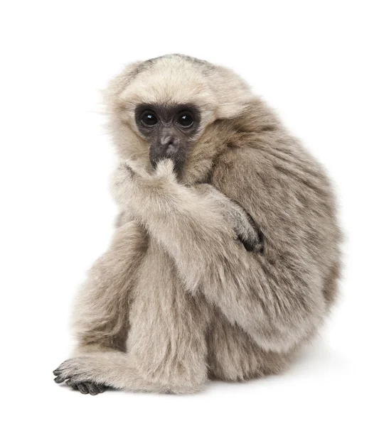 Jovem Pileated Gibbon, 1 ano, Hylobates Pileatus, sentado na frente do fundo branco — Fotografia de Stock