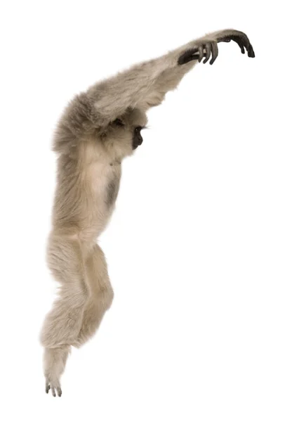 年轻的 pileated 长臂猿，1 岁的长臂猿 pileatus，坐在白色背景前 — 图库照片