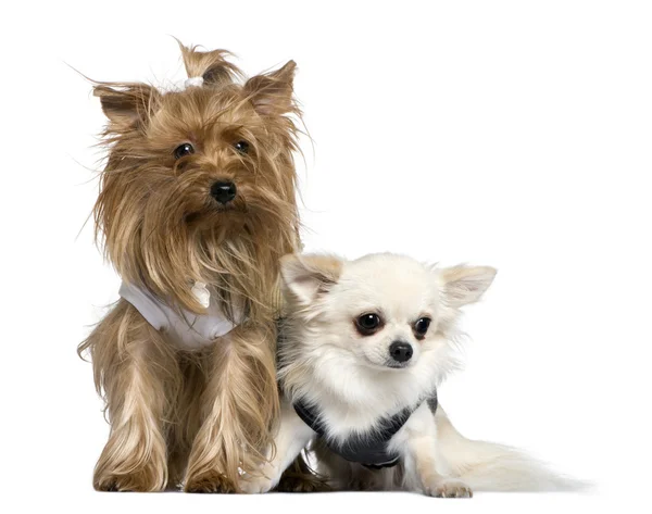 Yorkshire Terrier and Chihuahua, 3 years and 18 months old, sitting in front of white background — Stock Photo, Image