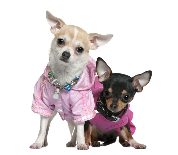 Two dressed Chihuahuas in pink, 8 months old, in front of white background — Stock Photo, Image