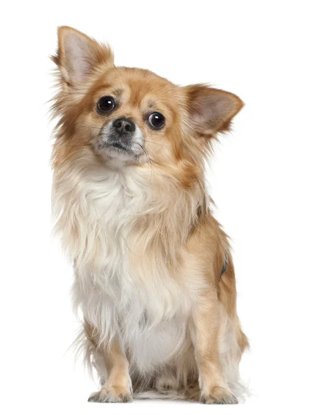 Chihuahua, 3 years old, sitting in front of white background — Stock Photo, Image