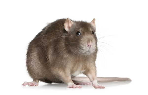 Szczur, 1 roku życia, przed białym tle — Zdjęcie stockowe