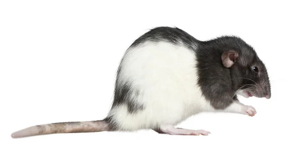 Vista lateral do rato, 1 ano, em frente ao fundo branco — Fotografia de Stock