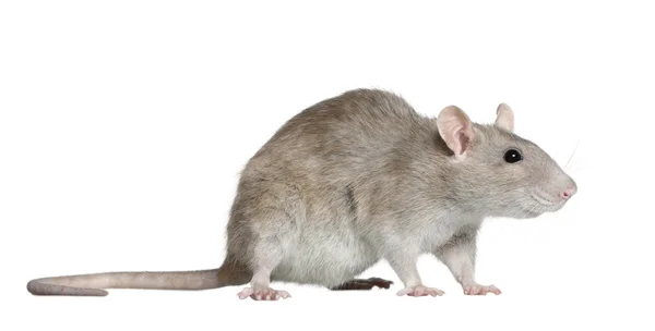 Vue latérale du rat, 1 an, devant fond blanc — Photo