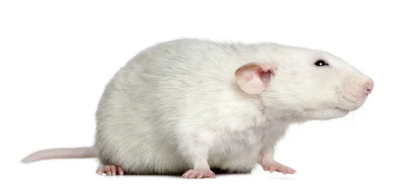 Vista lateral de rata, 1 año de edad, delante de fondo blanco — Foto de Stock