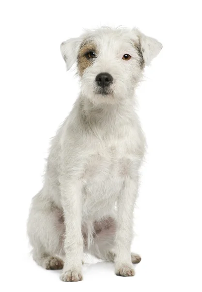 Parson Russell Terrier seduto davanti allo sfondo bianco — Foto Stock
