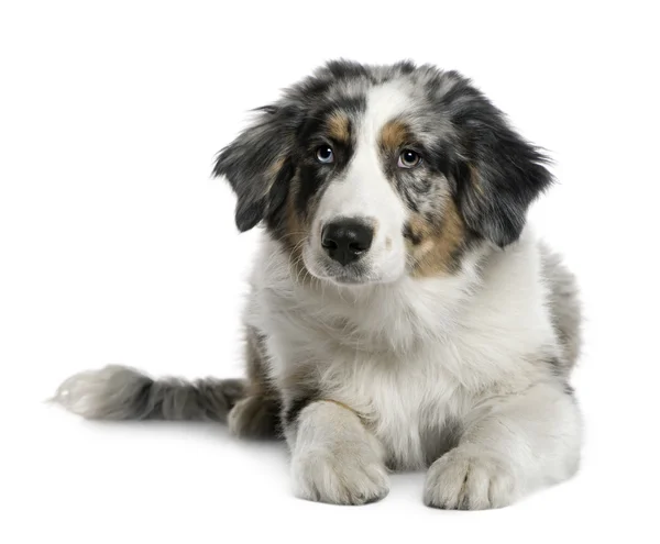 Australian Shepherd puppy, 4 months old, in front of white background — Stock Photo, Image