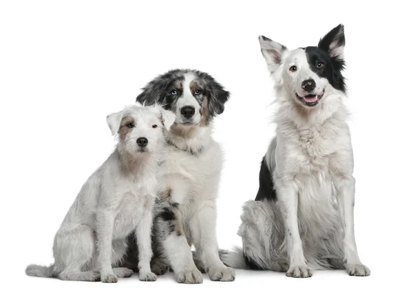 Border collie, 4 years old, Parson Russell Terrier and Australian Shepherd, 4 months old, in front of white background — Stock Photo, Image