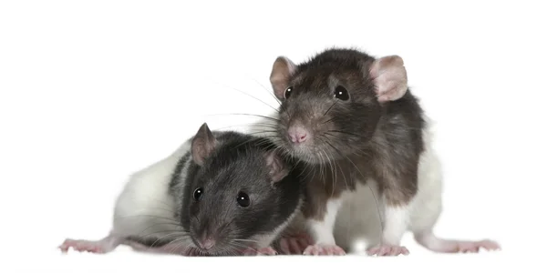 Ratos, 9 e 3 meses, em frente ao fundo branco — Fotografia de Stock