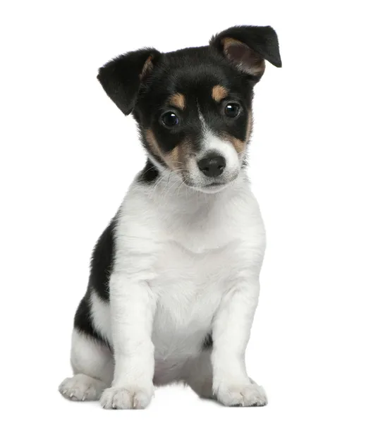 Jack Russell Terrier anak anjing, 2 bulan, duduk di depan latar belakang putih — Stok Foto