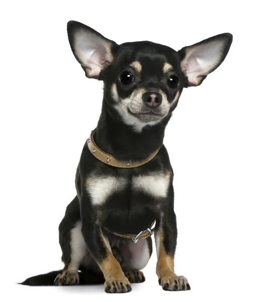 Chihuahua dragen kraag, 1 jaar oud, zit op witte achtergrond — Stockfoto