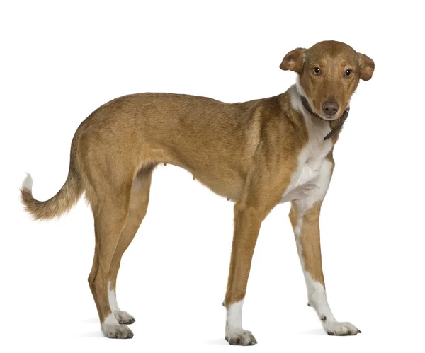 Podenco Andalou cão, 2 anos, de pé na frente do fundo branco — Fotografia de Stock