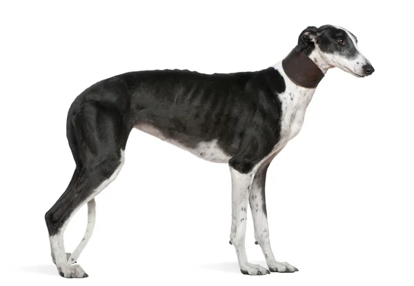 Galgo espanol köpek, 5 yıl yaşlı, beyaz arka plan duran — Stok fotoğraf