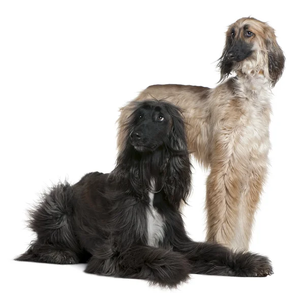 Two Afghan hounds, 1 and 2 years old, in front of white background — Stock Photo, Image