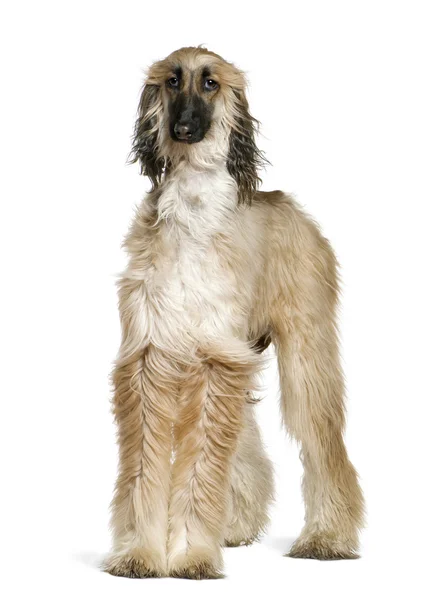 Afghan hound with his hair in the wind, 1 year old, in front of white background — Stock Photo, Image