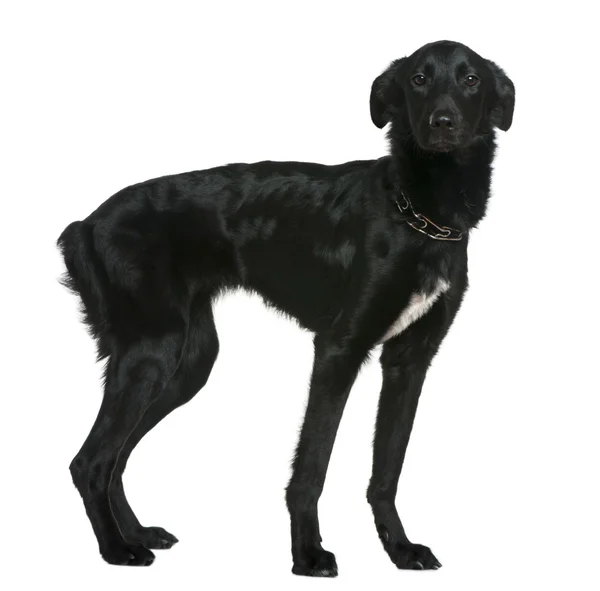 stock image Mixed breed dog, 1 and a half years old, standing in front of white background