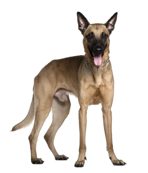 Berger Malinois, 3 years old, standing in front of white background — Stock Photo, Image