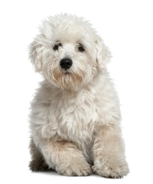 Maltese, 11 months old, sitting in front of white background — Stock Photo, Image