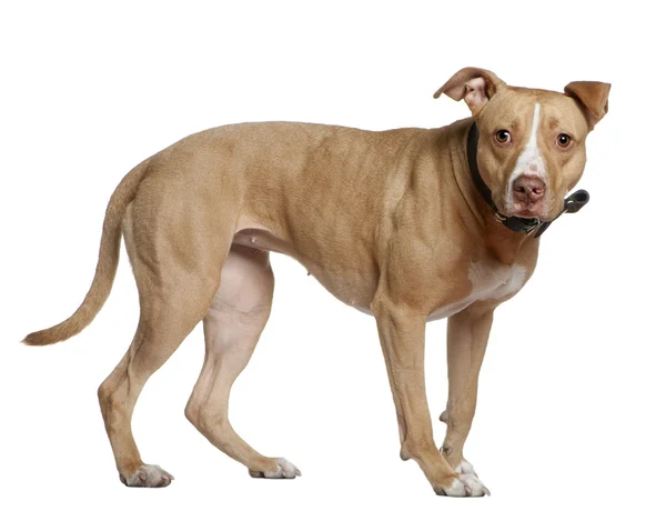American Staffordshire Terrier, 3 years old, standing in front of white background — Stock Photo, Image