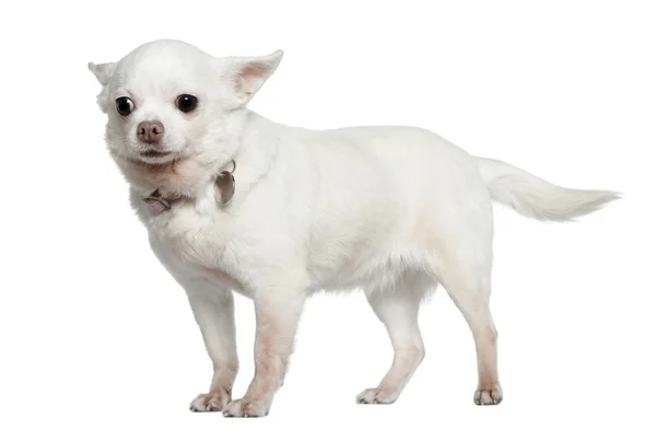 Chihuahua, 9 años, de pie frente al fondo blanco — Foto de Stock