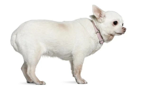 Chihuahua, 9 ans, debout devant un fond blanc — Photo