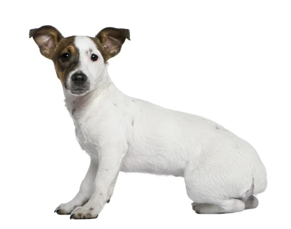 Jack Russell Terrier, 5 meses, em frente ao fundo branco — Fotografia de Stock
