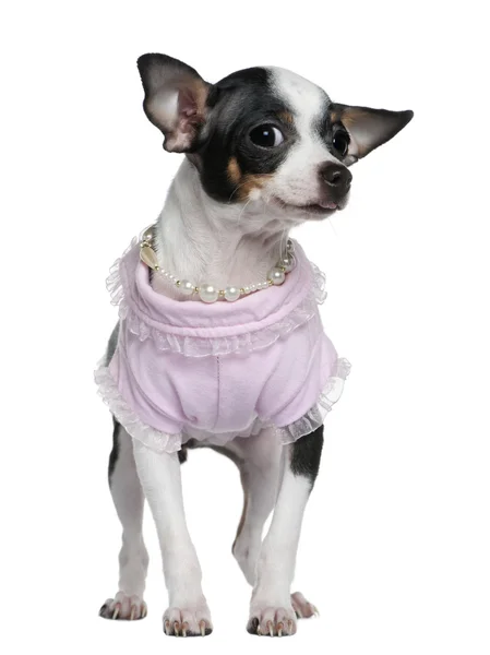 Chihuahua filhote de cachorro vestido de rosa e pérolas, 5 meses, na frente do fundo branco — Fotografia de Stock