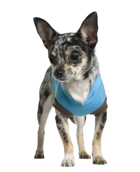 Chihuahua in türkis gekleidet, 1 Jahr alt, vor weißem Hintergrund — Stockfoto