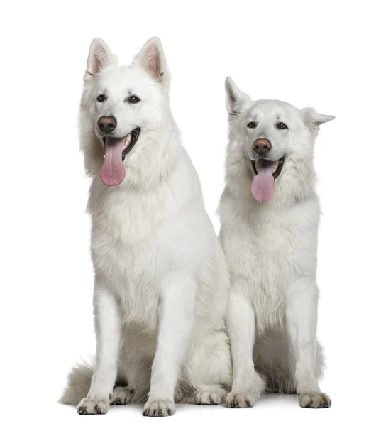 Dua anjing Swiss Shepherd, 2 dan 3 tahun, duduk di depan latar belakang putih — Stok Foto
