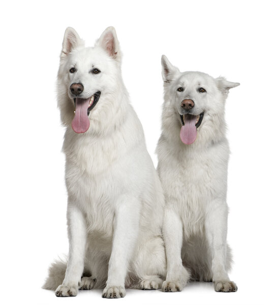 Two Swiss Shepherd dogs, 2 and 3 years old, sitting in front of white background